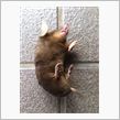 グロ注意・・・