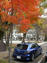 紅葉見たかった