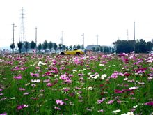 今年の秋桜