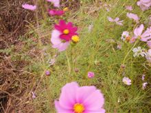 秋の花～♬　　　（10/25）火曜日）