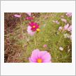秋の花～♬　　　（10/25 ...