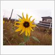 秋に咲いた「花」（＠＠　　1 ...