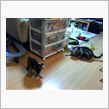 新入り その2