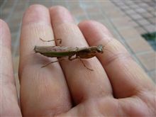 超小型のカマキリ 超小型のカマキリ