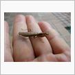 超小型のカマキリ