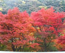 紅葉ツーリングオフ情報