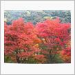 紅葉ツーリングオフ情報