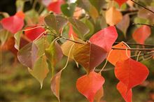 １０月も桜の季節