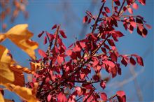 紅葉