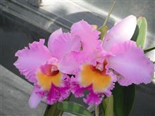 ②(*^。^*)お花畑