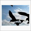 『Little Wing』