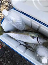 今季初のヒラメ釣り 今季初のヒラメ釣り