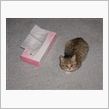 3ヶ月くらいの仔猫