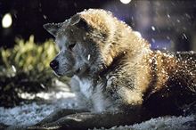 HACHI　約束の犬
