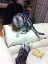 ネコたち