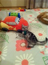 ネコたち 〜 続き