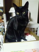 今日のにゃんこ 111103