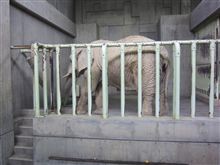 しうまつ日記～動物園→名古屋オフ→1ヶ月点検～　11/12関やります。