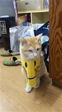 メイワクだにゃん!!