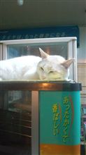 暖かいにゃん（　&#180;∀｀）