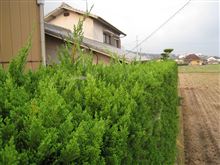 MRワゴンのタイヤが・・・。