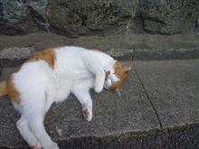 京都に来ました　THE CAT
