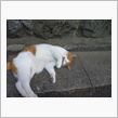 京都に来ました　THE CAT