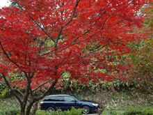 紅葉（もみじ）さがし