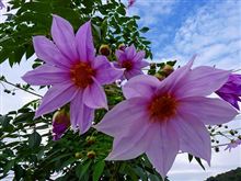 皇帝ダリアの花