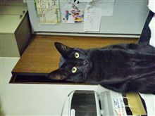 昨日のにゃんこ
