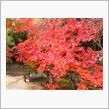 総社市宝福寺の紅葉(*^_^*)