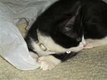 チバエビ家の息子です。
