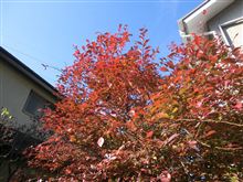 ブルーベリーの紅葉
