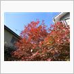 ブルーベリーの紅葉