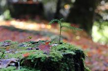 今日も紅葉狩り 