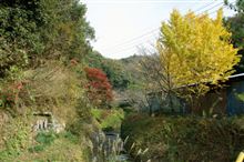 房総の紅葉は来週が見頃です