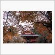 紅葉を見に・・・