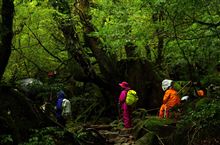 屋久島旅日記　(1)　初日　白谷雲水峡 → 新高塚避難小屋