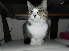 我が家のにゃんこです～