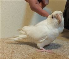 ありがとうね　プーちゃん