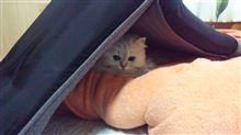 ２０１１年の年末は、どうしよう～？