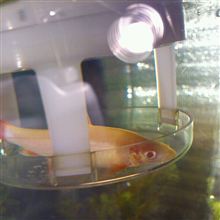 テリトリー