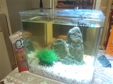 金魚。