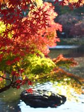 紅葉をデジ一で撮影