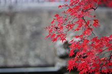 石山寺へ紅葉見物に