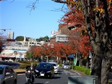 三渓園　紅葉