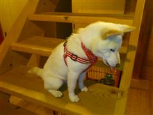 ばにらちゃん初胴輪～…。