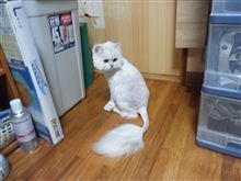 明日から研修です、おやつに持っていこうかな？（笑）