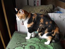 猫、だっそう！ほかく！