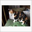 猫、だっそう！ほかく！